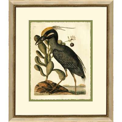 «Catesbys Cr huilé», cadre photo, impression sur papier