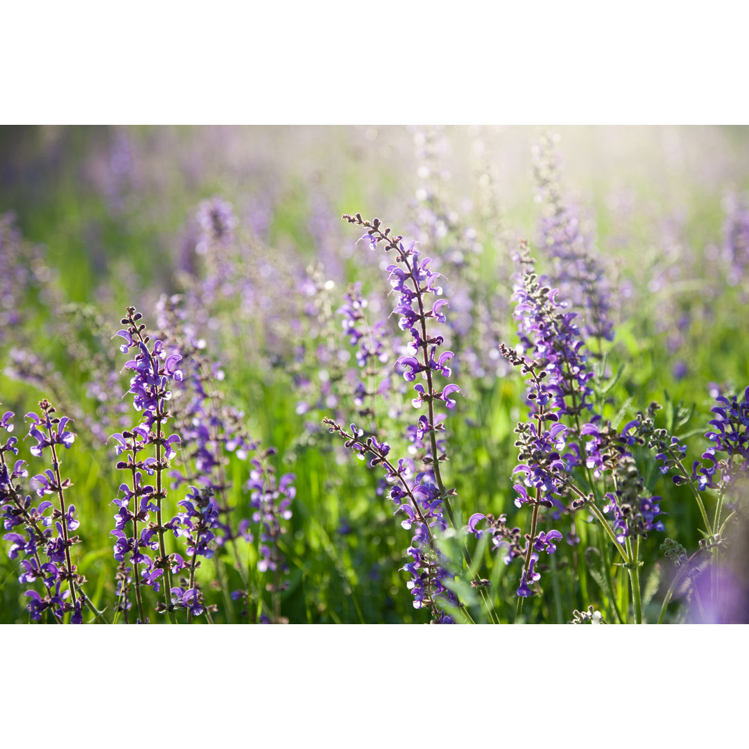 Natürliche Blumenwiese mit blühender Salvia pratensis