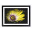 Yellow Gerbera Flower - Framed Print-56842157-56842158
