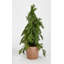 18'' Faux Cedar Plant in Ceramic Pot