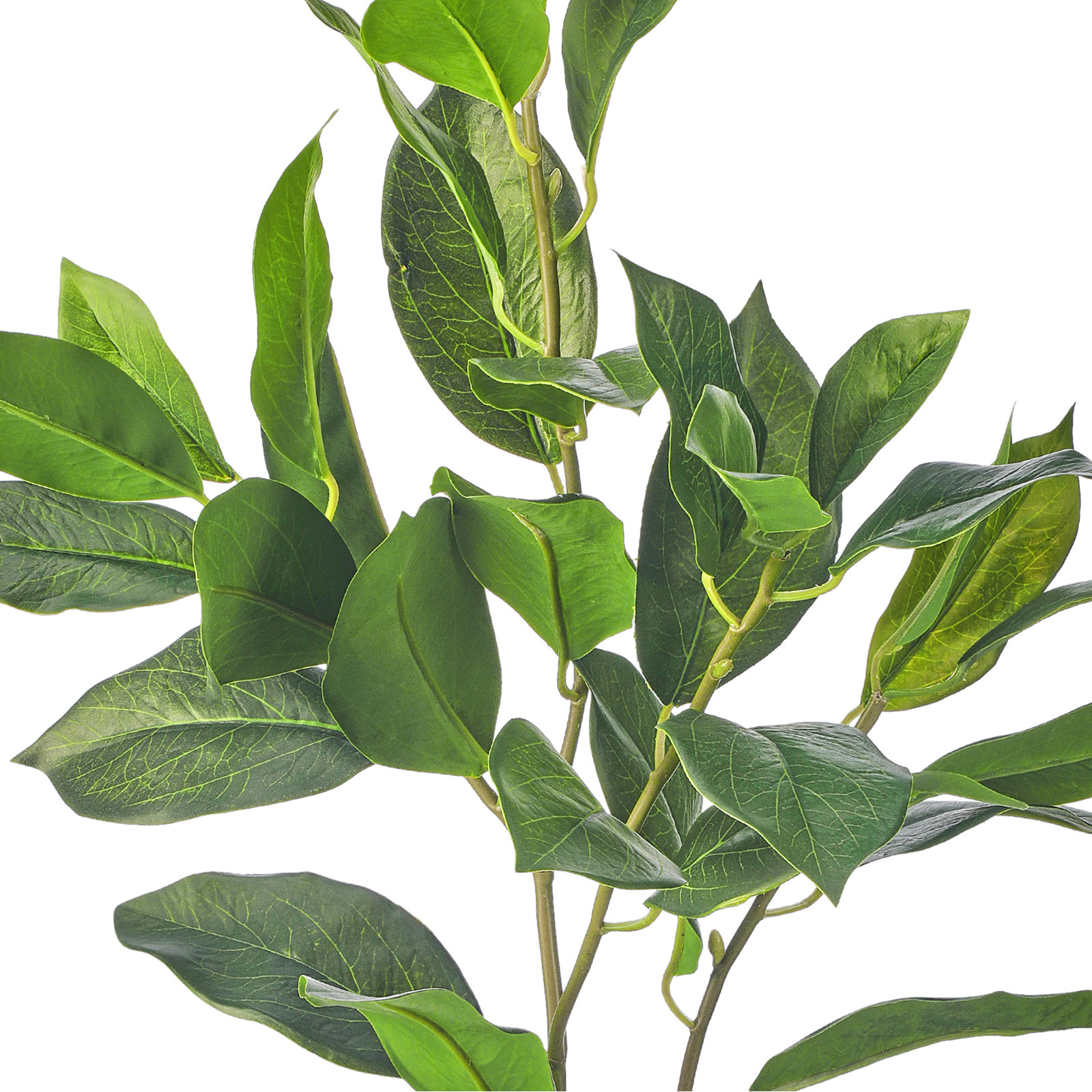 Lemon Leaf Stems