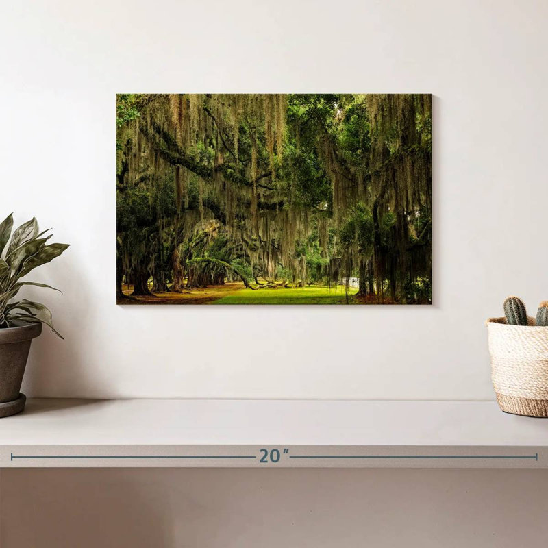 Sireci Spanish Moss, 8" H x 12" W