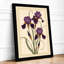Purple Iris Study Botanical - Framed Print-1533769288-1533769289