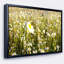 «Wild Chamomile Flowers Field», reproduction de photo sur toile tendue encadrée-26686059-64636734