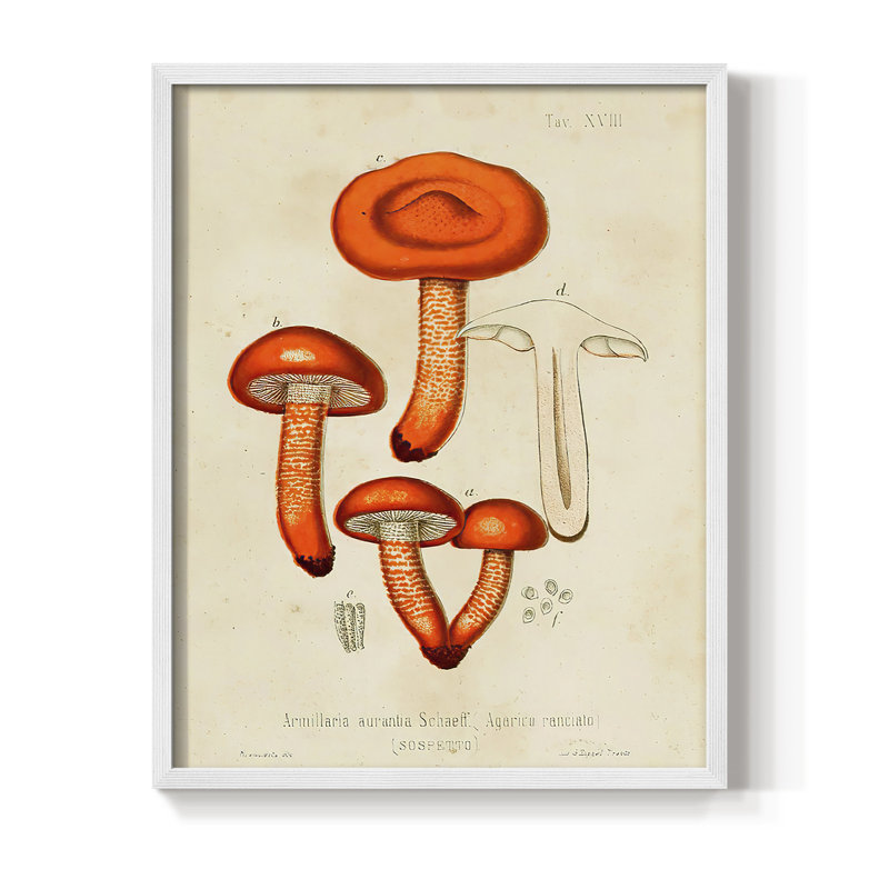 Champignon Variétés IV, reproduction encadrée - bois massif, Blanc, H 20 po x l 16 po