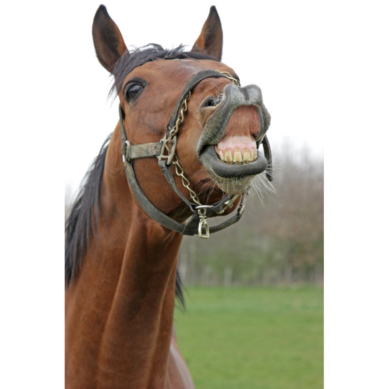 Laughing Horse by Shank_ali - No Frame Print on Canvas, 46cm H x 30cm W