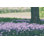" Phlox in the Shade " Mixed Media Print