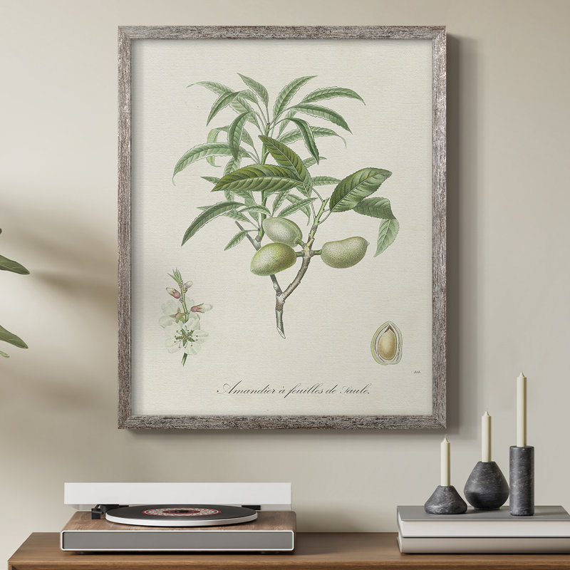 Antique Ammond Botanical II, reproduction encadrée - bois massif, H 11 po x l 9 po