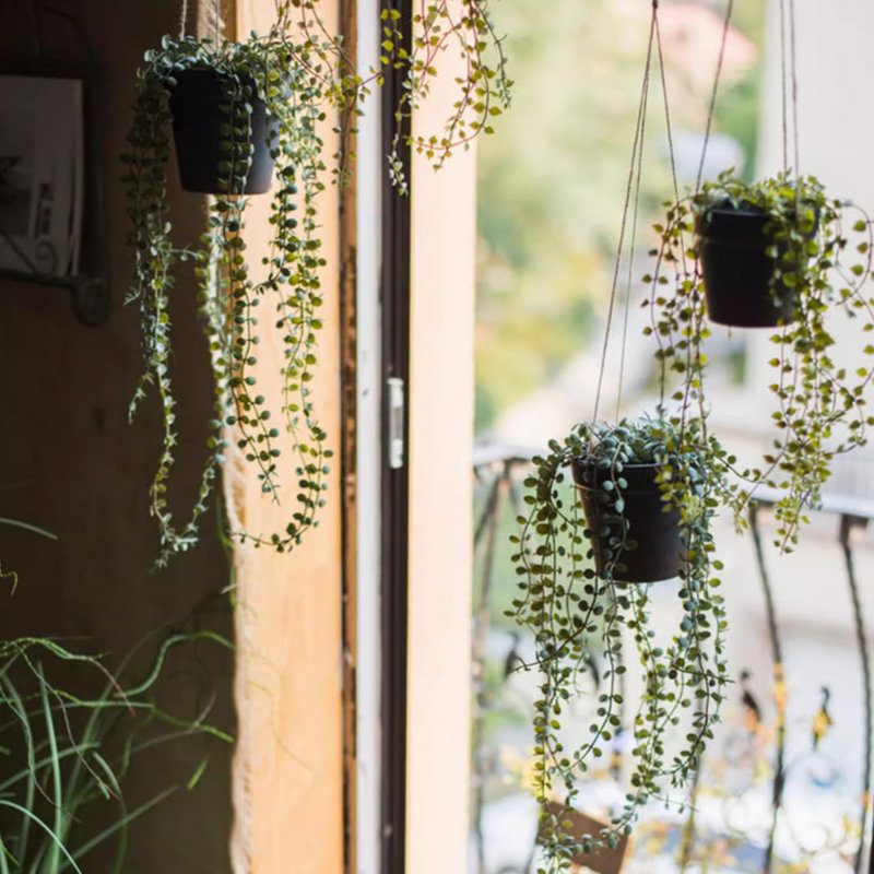 Fausse vigne suspendue en pot Ceropegia, H 1,6 po x l 4,3 po x P 4,7 po