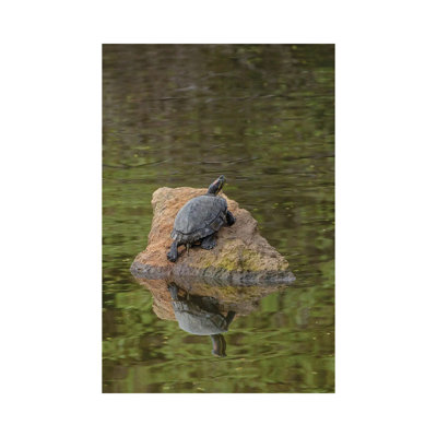 Turtle On Rock by Louis Ruth - Wrapped Canvas Print