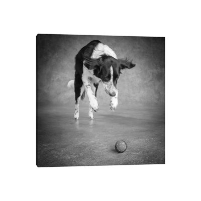 Portrait Of A Border Collie Mix Dog - Wrapped Canvas Print