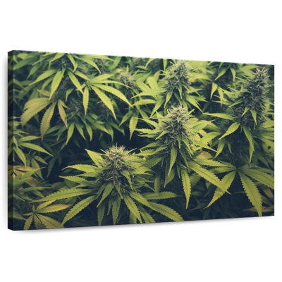Jardin de bourgeons de marijuana