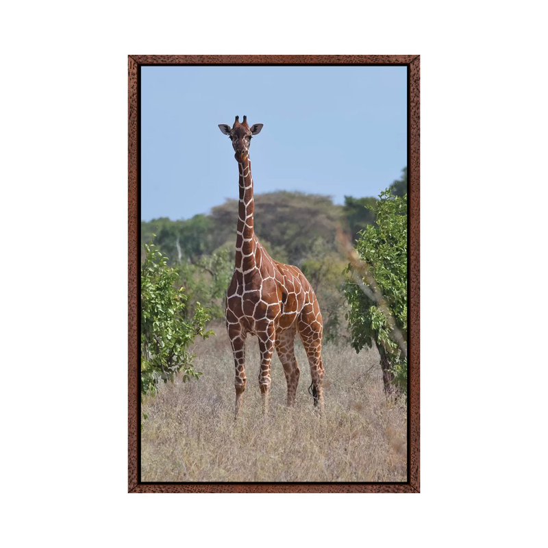 Reticulated Giraffe Frontal by Elmar Weiss - Print on Canvas, 66.04 cm H x 45.72 cm W, Classic Brown Wood Framed