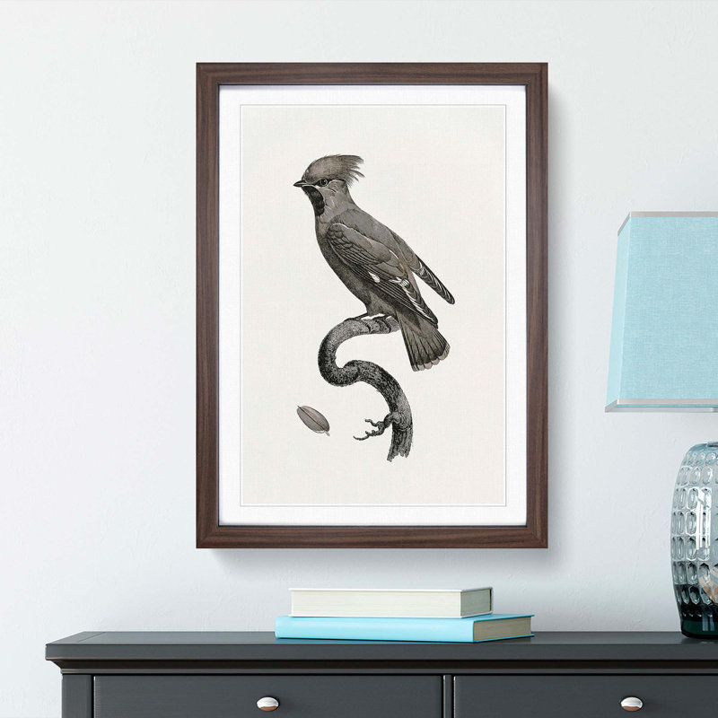 Great Waxwing Bird by Jacques Barraband - Picture Frame Drawing Print, 36cm H x 27cm W x 2cm D, Walnut Framed