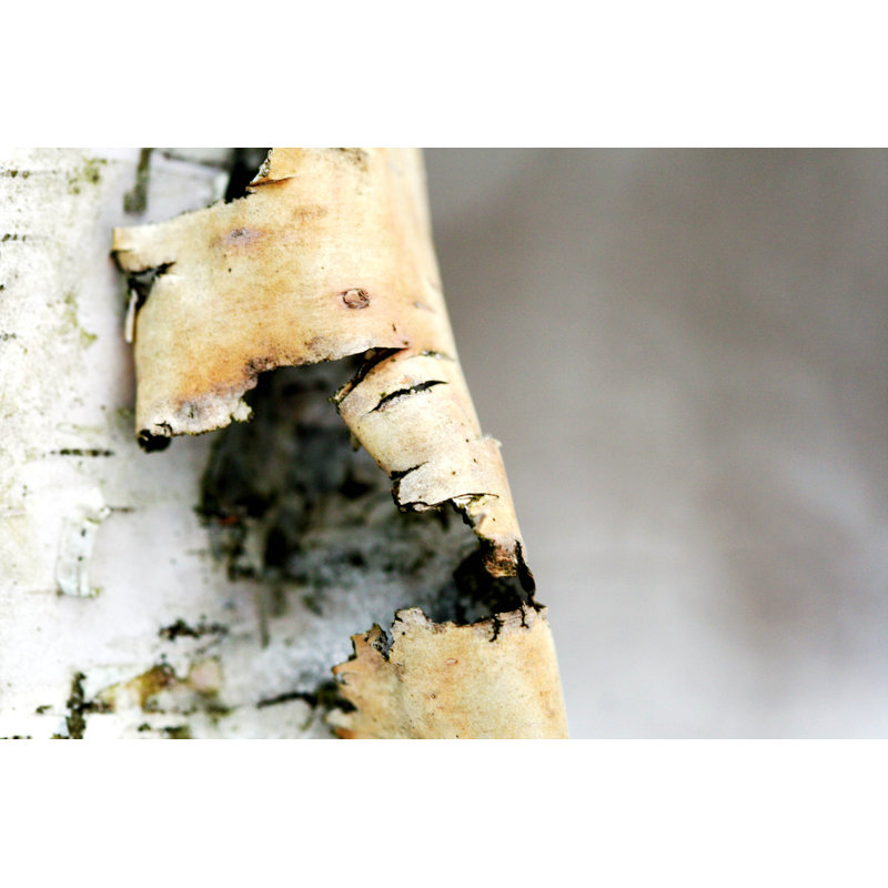 Birch Bark Curled in Winter par Driftlessstudio, H 8 po x l 12 po