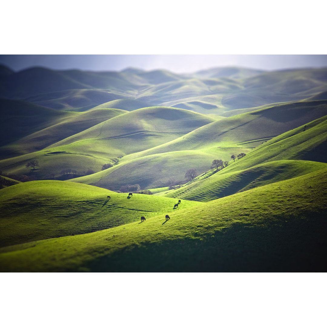 Cattle Grazing On Grassy Hills von Toddarbini - Kunstdrucke auf Leinwand