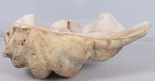 Calyce Clam Sea Shell Life Size Statue