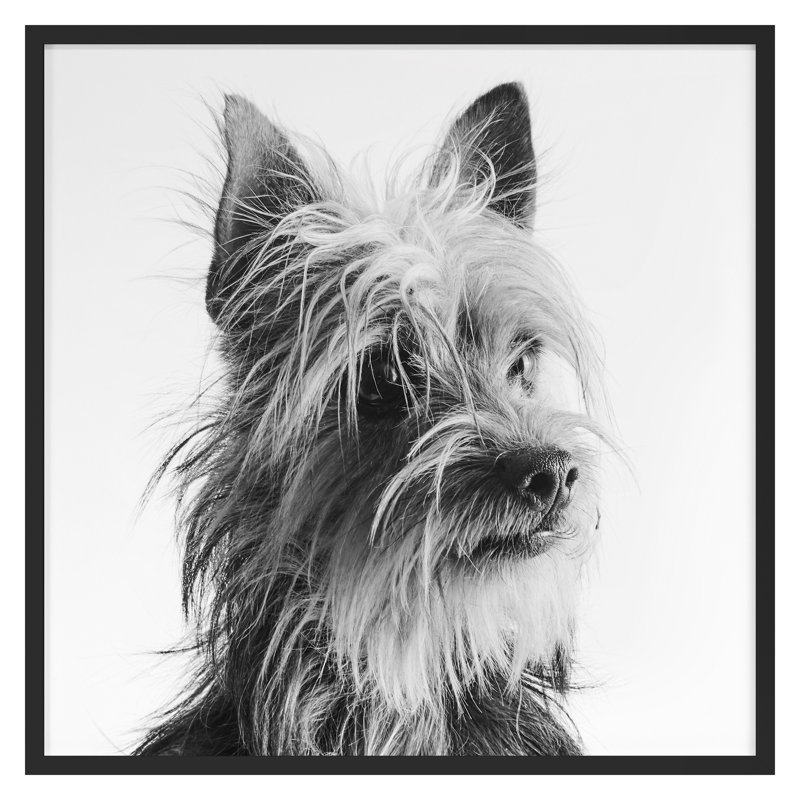 Doubtful Dog 1 Print by Pearson, Victoria, 16" H x 16" W, Black