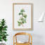 Hawthorn Flowers by Pierre-Joseph Redoute - Framed Print-48224695-48224698