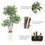 150cm Plant