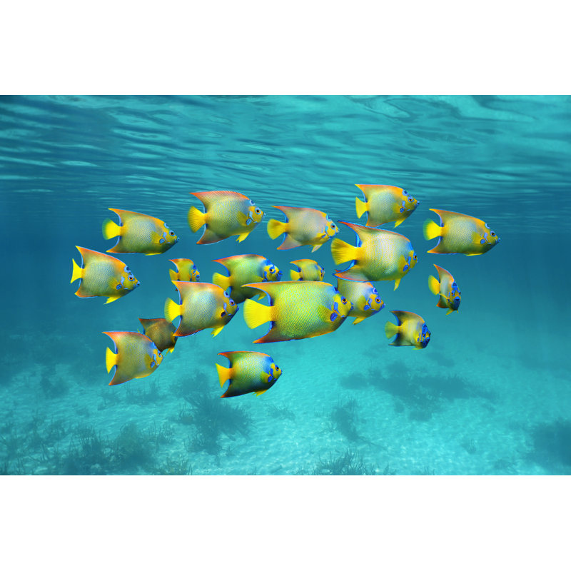 Tropical Queen Angelfish by Damocean - Wrapped Canvas Print, 81cm H x 122cm W x 3.8cm D