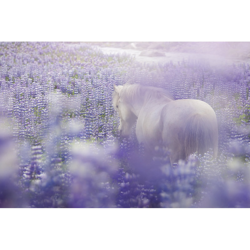 Horse in Lavender IV by P.H. Burchett - Photograph, 51 cm H x 76 cm W, Wrapped Canvas