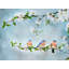 Blue Birds In Cherry Blossoms 1 Print by Beth Sheridan-65780434-65780435