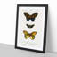 Butterfly Illustrations PL. 7 by Charles d' Orbigny - Picture Frame Graphic Art Print-55512917-55512920