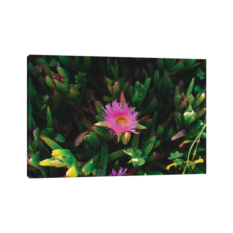 Big Sur Blooms IV by Bethany Young - Print on Canvas, Wrapped Canvas, 45.72cm H x 66.04cm W x 1.91cm D