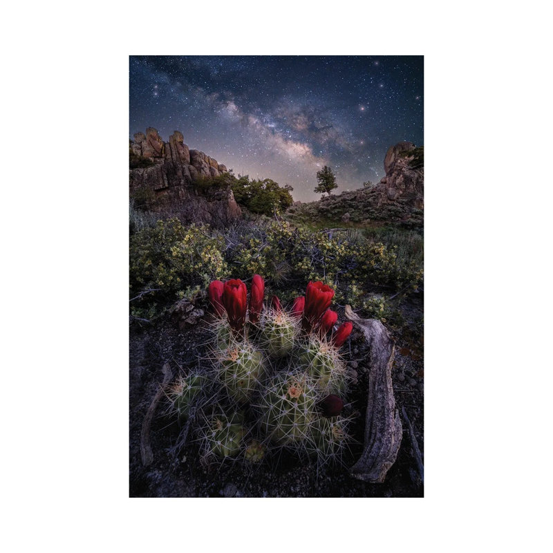 Colorado Nightscape - Claret Cup Cactus With Milky Way Galaxy Night Sky 1 Piece Wall Art on Canvas, Does Not Apply