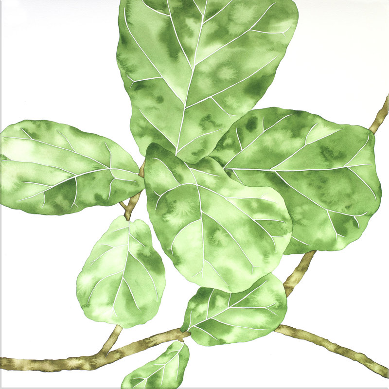 «Ficus Lyrata 1» par Jenny Kiker - peinture sur toile tendue