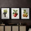 Fruit antique 8 - impression encadrée de qualité supérieure sur mesure mat - 3 pièces-130167272