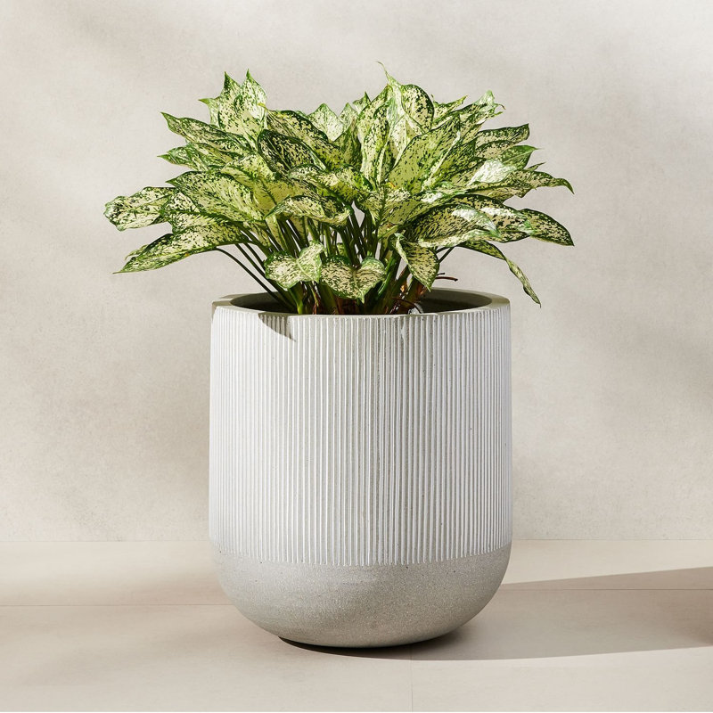 Pot de fleurs Kute Nest à bord nervuré de 35,5 cm (14 po) de hauteur en fibre de pierre - Gris givré, Gris givré