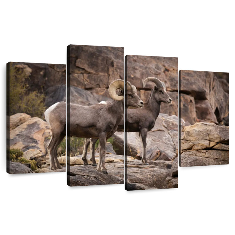 Couple de moutons Brampt Bighorn, H 22 po x l 36 po