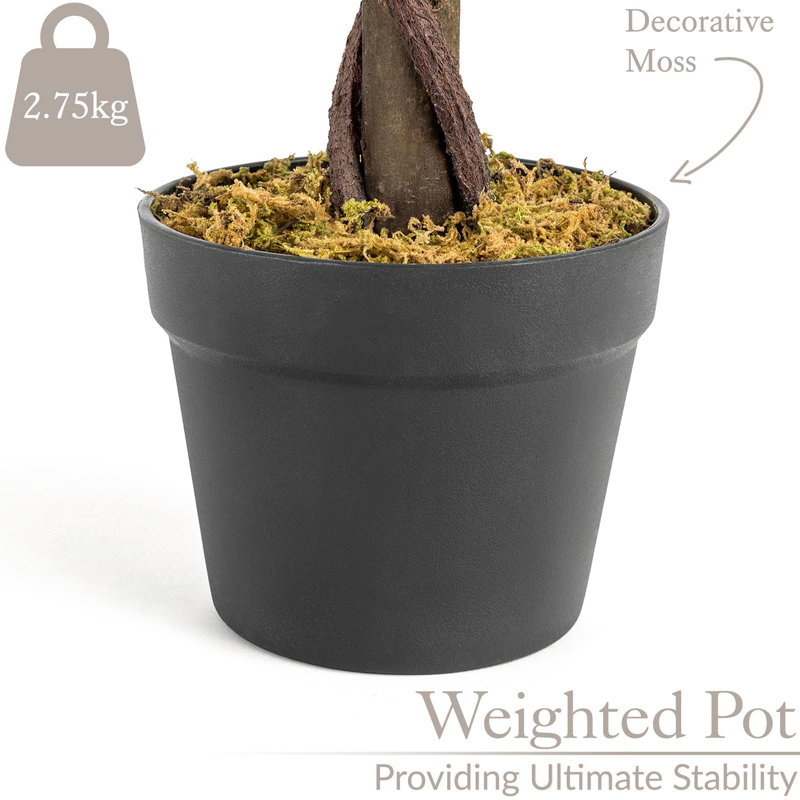 Rubens 91.4cm Tree in Pot