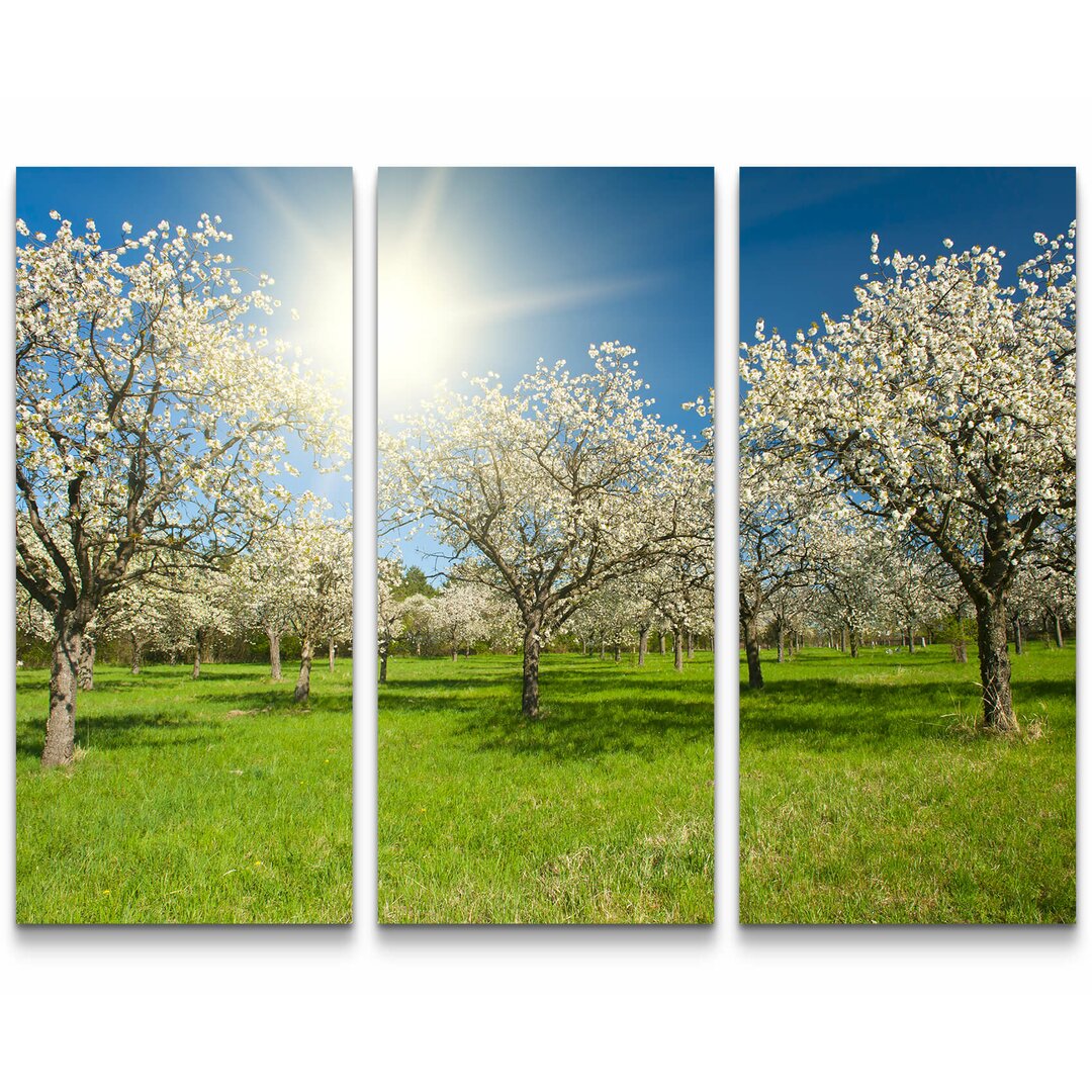 3-tlg. Leinwandbilder-Set Apfelbaumplantage im Frühling