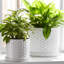 Handmade Ceramic Planter Set