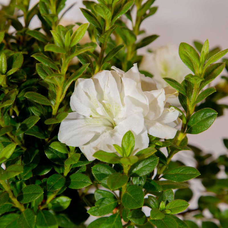 1 Gallon Autumn Moonlight Encore Azalea - White Blooming Evergreen Shrub for Sun to Part Shade