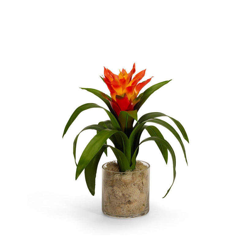 Tropical Bromeliad Centerpiece in Glass Jar, Orange