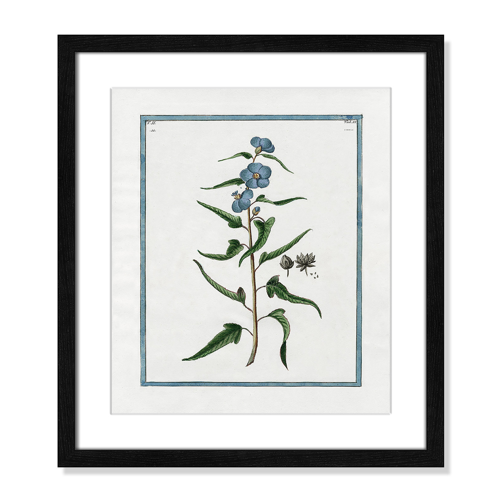 Colombe "Shabby Elegance Botanical I" Print, 13" W x 15" H, Black Framed