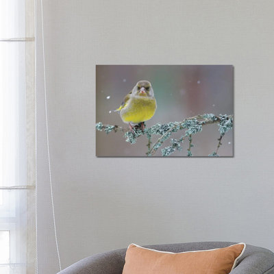 Greenfinch Portrait by Mateusz Piesiak - Floater Frame Gallery-Wrapped Canvas Giclée on Canvas