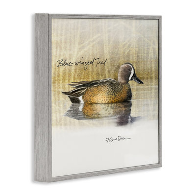 Blue Winged Teal Duck Framed Giclee Art by Jadei Graphics