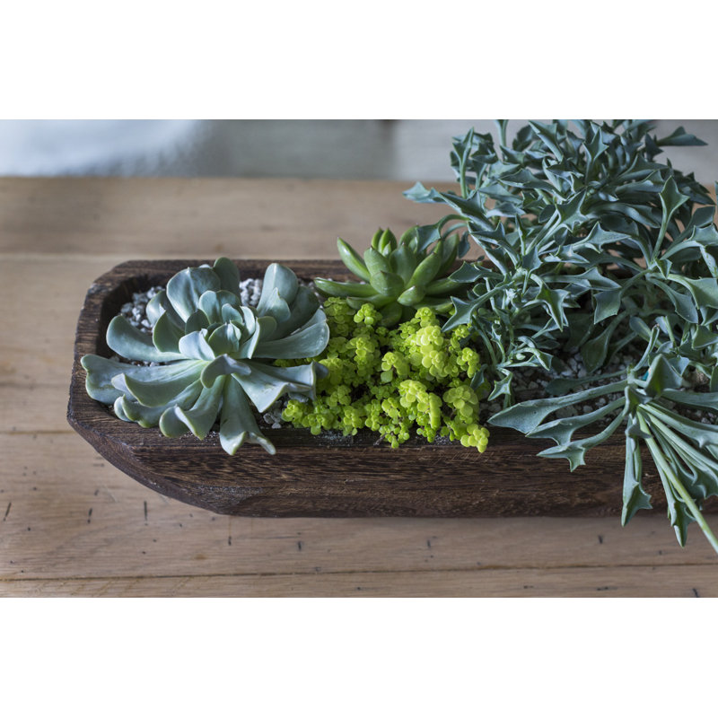 Boîte à fleurs Farschid Trough, H 4,5 po x l 35,25 po x P 7 po