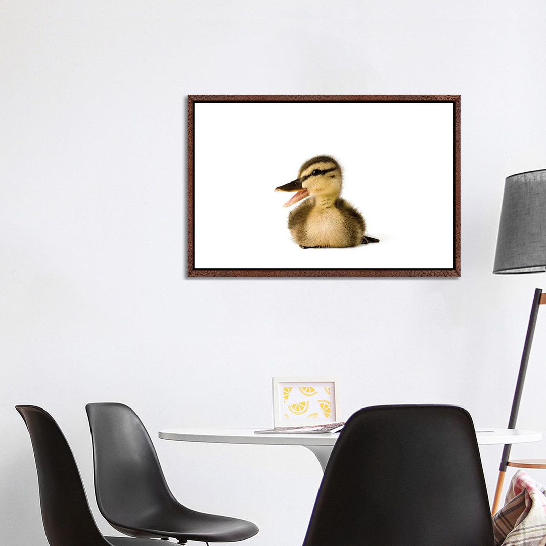 A Mallard Duckling I von Joel Sartore - Galerie-verpackte Leinwand Giclée auf Leinwand