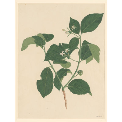Verdure botanique
