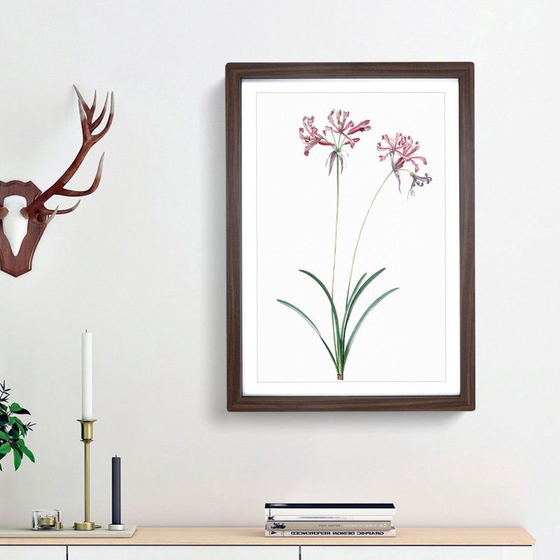 Nerine Lily Flowers by Pierre-Joseph Redoute - Framed Print, Walnut Framed, 48cm H x 36cm W x 2cm D
