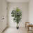 Golden Cane Palm Tree