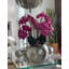 Olympian Phalaenopsis Orchids Centerpiece in Planter-849736862-849736863
