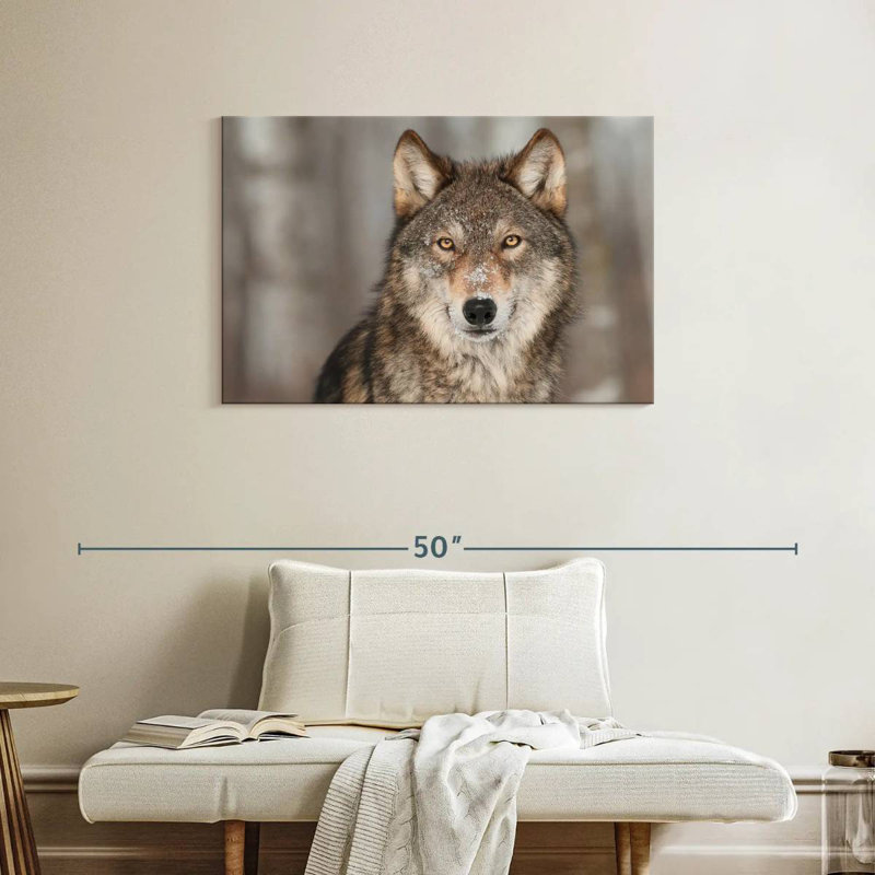 Loup gris Brampt, H 24 po x l 36 po