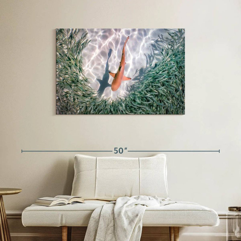 Brampt Baby Blacktip Reef Shark, 26" H x 39" W